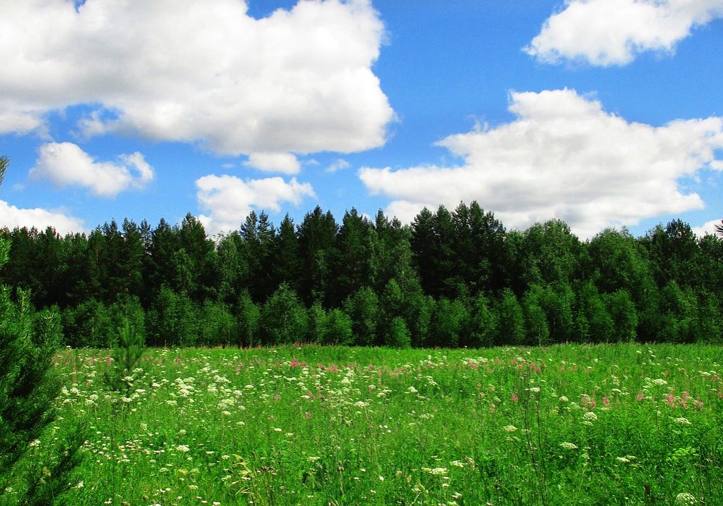Blumenwiese vor Wald